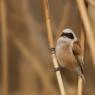 Pendolino - European penduline tit (Remiz pendulinus)