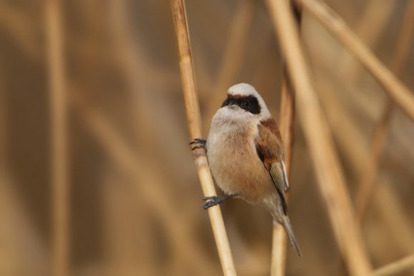 Pendolino - European penduline tit (Remiz pendulinus)