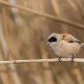 Pendolino - European penduline tit (Remiz pendulinus)