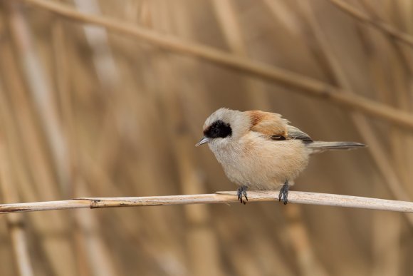 Pendolino - European penduline tit (Remiz pendulinus)