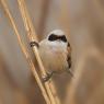 Pendolino - European penduline tit (Remiz pendulinus)