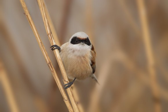 Pendolino - European penduline tit (Remiz pendulinus)