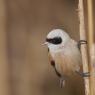 Pendolino - European penduline tit (Remiz pendulinus)