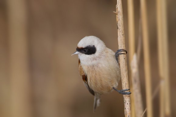 Pendolino - European penduline tit (Remiz pendulinus)