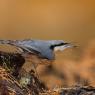 Picchio muratore europeo - Eurasian nuthatch (Sitta europaea)