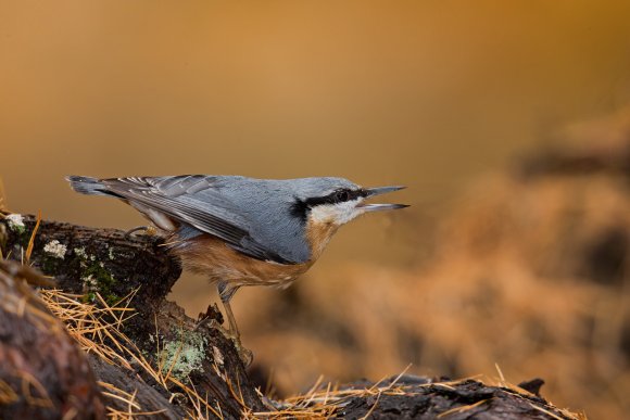 Picchio muratore europeo - Eurasian nuthatch (Sitta europaea)