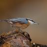 Picchio muratore europeo - Eurasian nuthatch (Sitta europaea)