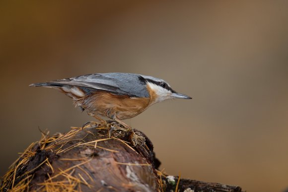 Picchio muratore europeo - Eurasian nuthatch (Sitta europaea)