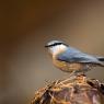 Picchio muratore europeo - Eurasian nuthatch (Sitta europaea)