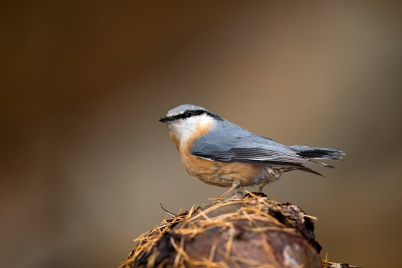 Picchio muratore europeo - Eurasian nuthatch (Sitta europaea)