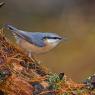 Picchio muratore europeo - Eurasian nuthatch (Sitta europaea)