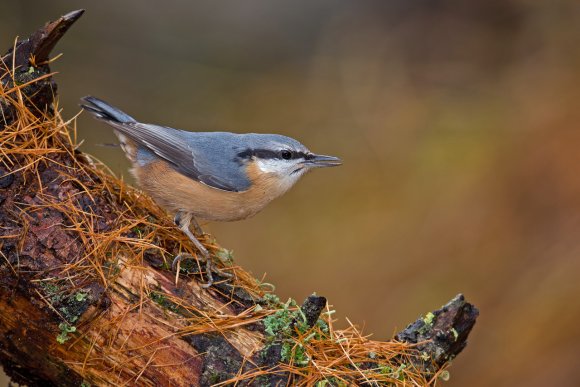 Picchio muratore europeo - Eurasian nuthatch (Sitta europaea)