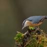 Picchio muratore europeo - Eurasian nuthatch (Sitta europaea)