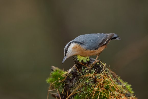 Picchio muratore europeo - Eurasian nuthatch (Sitta europaea)