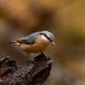 Picchio muratore europeo - Eurasian nuthatch (Sitta europaea)