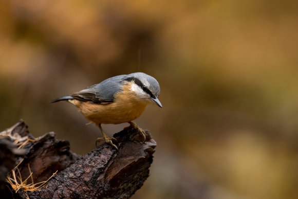 Picchio muratore europeo - Eurasian nuthatch (Sitta europaea)