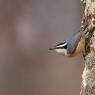 Picchio muratore europeo - Eurasian nuthatch (Sitta europaea)