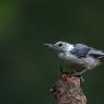 White breasted nuthatch (Sitta carolinensis)