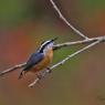 Red breasted nuthatch (Sitta canadensis)