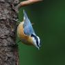 Red breasted nuthatch (Sitta canadensis)