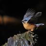 Picchio muratore europeo - Eurasian nuthatch (Sitta europaea)