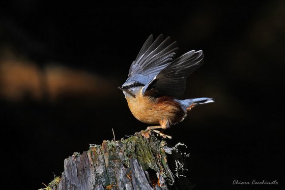 Picchio muratore europeo - Eurasian nuthatch (Sitta europaea)