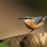 Picchio muratore europeo - Eurasian nuthatch (Sitta europaea)