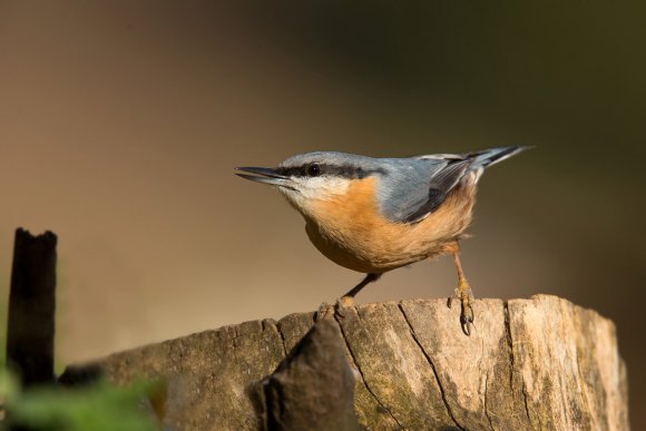 Picchio muratore europeo - Eurasian nuthatch (Sitta europaea)