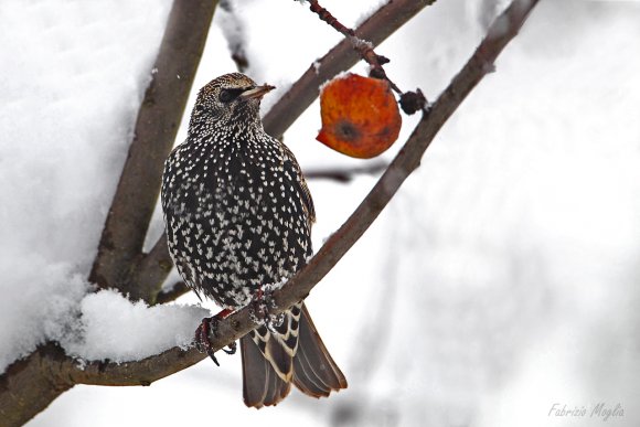 Storno comune - Common starling (Sturnus vulgaris)