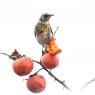 Cesena - Fieldfare (Turdus pilaris)