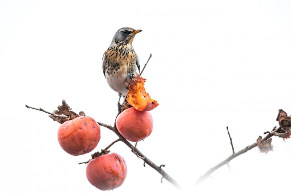 Cesena - Fieldfare (Turdus pilaris)