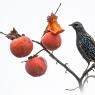 Storno - Common starling (Sturnus vulgaris)