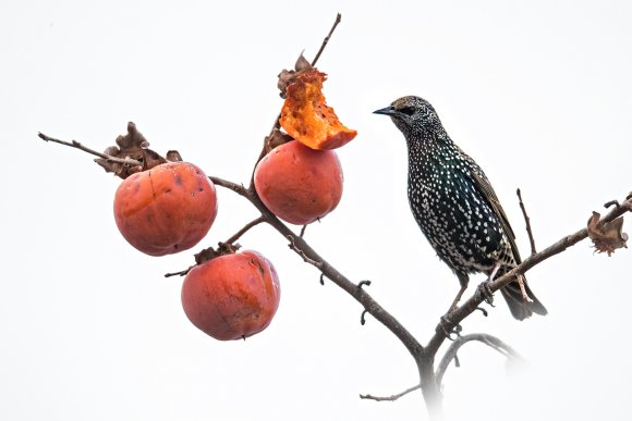 Storno - Common starling (Sturnus vulgaris)