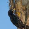 Storno comune - Common starling (Sturnus vulgaris)