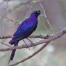 Rüppell's starling (Lamprotornis purpuroptera)