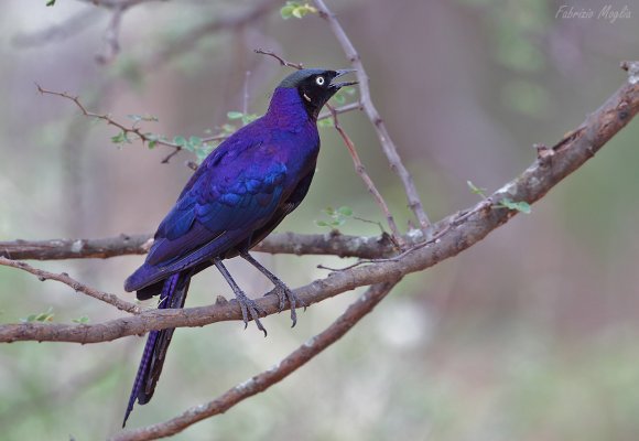 Rüppell's starling (Lamprotornis purpuroptera)