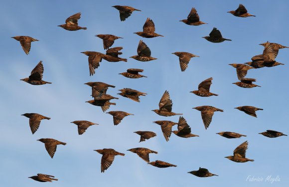 Storno comune - Common starling (Sturnus vulgaris)