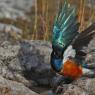 Superb starling (Lamprotornis superbus)