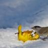 Capinera - Eurasian blackcap (Sylvia atricapilla)