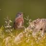 Magnanina - Dartford warbler (Sylvia undata)