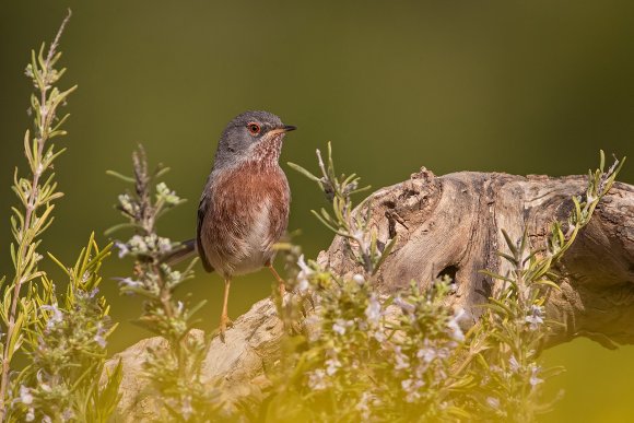 Magnanina - Dartford warbler (Sylvia undata)