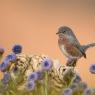 Magnanina - Dartford warbler (Sylvia undata)