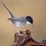 Occhiocotto - Sardinian warbler (Sylvia melanocephala)