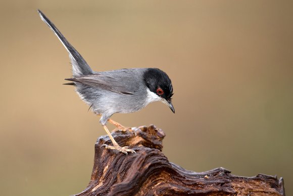 Occhiocotto - Sardinian warbler (Sylvia melanocephala)