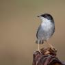 Occhiocotto - Sardinian warbler (Sylvia melanocephala)