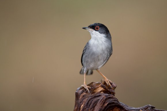 Occhiocotto - Sardinian warbler (Sylvia melanocephala)