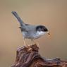 Occhiocotto - Sardinian warbler (Sylvia melanocephala)