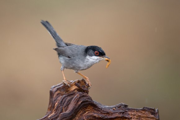 Occhiocotto - Sardinian warbler (Sylvia melanocephala)