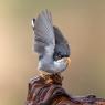 Occhiocotto - Sardinian warbler (Sylvia melanocephala)