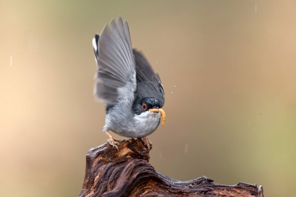 Occhiocotto - Sardinian warbler (Sylvia melanocephala)